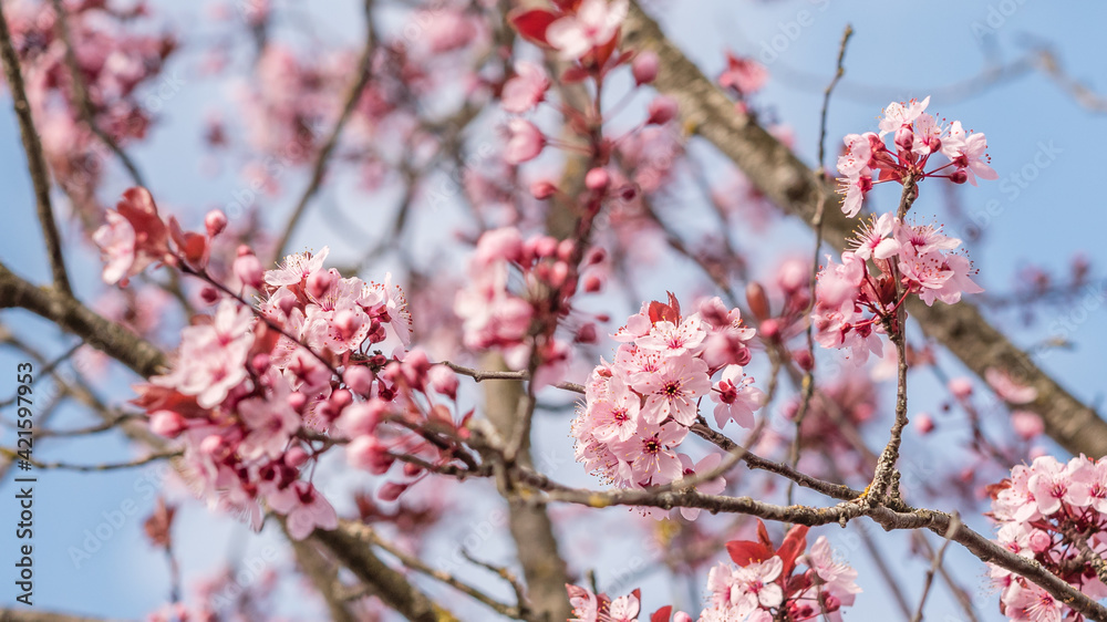 Cerisier du Japon en fleurs