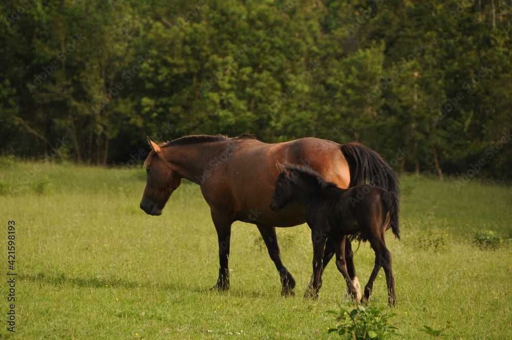 horse and foal in the field horse and foal in the field