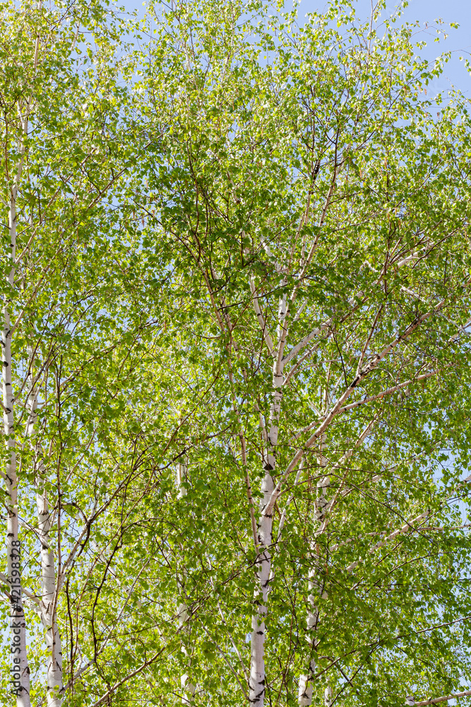 Fototapeta premium Young birch trees on spring day