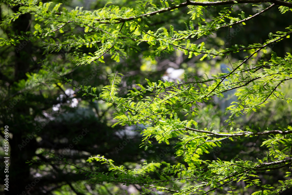 Into the Forest