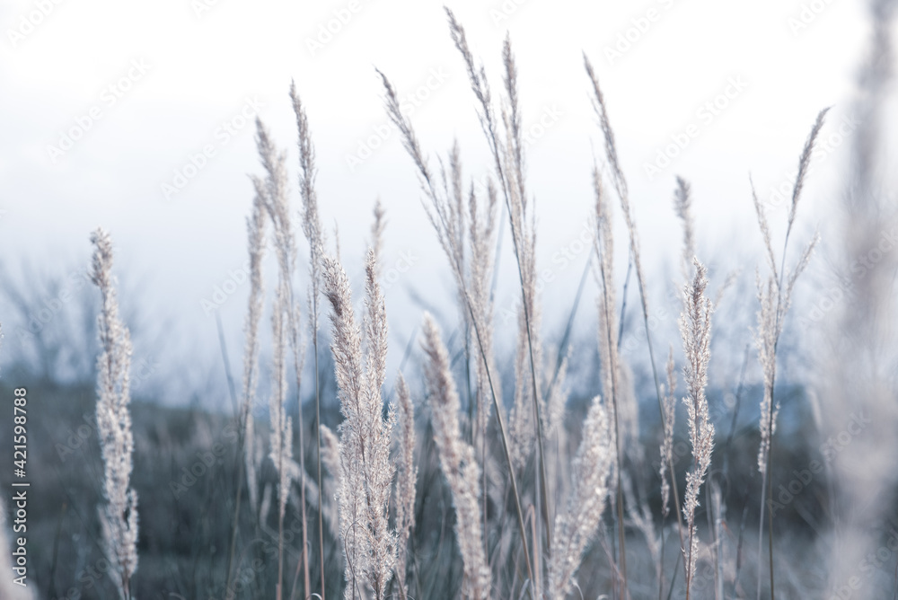 Fototapeta premium Delicate stems of vegetation typical of the shores of the lake. Soft colors and cold light. Spring background and peace and serenity concept