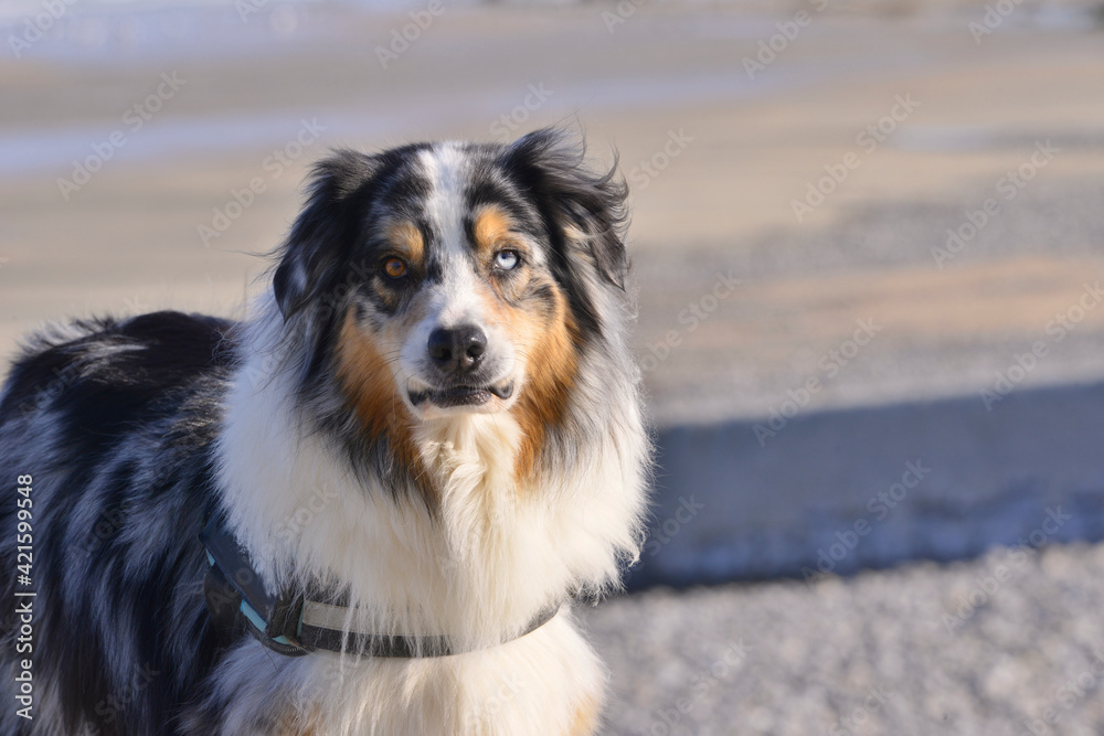 Portrait d'un chien Berger australien aux yeux vairons (Hétérochromie noisette et bleu) Portrait d'un chien Berger australien aux yeux vairons (Hétérochromie noisette et bleu)