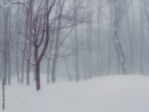 Foggy winter forest in the morning. Snowy forest in thick fog. Cold day in the park. Atmospheric winter landscape. 