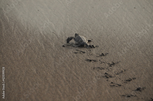 baby turtle footprint on the sand