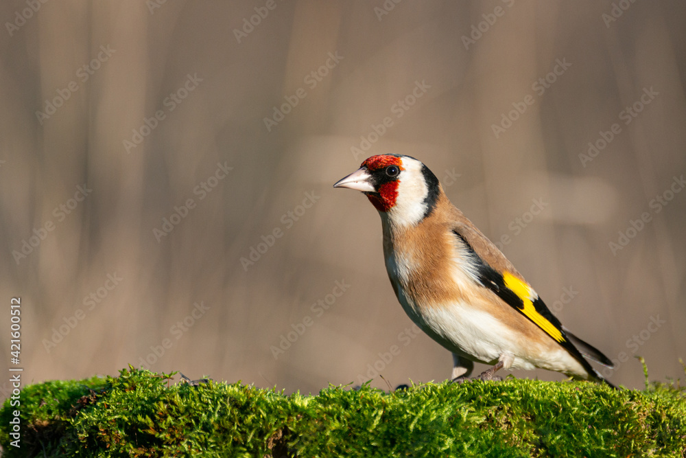 European goldfinch, Carduelis carduelis sits on a tree stump with moss European goldfinch, Carduelis carduelis sits on a tree stump with moss