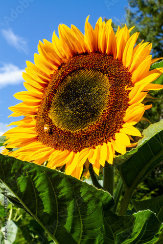 USA, Washington State, Bremerton. Bee on a large sunflower. photo