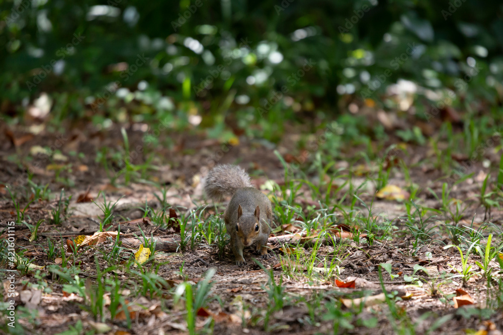 Digging Squirrel Digging Squirrel