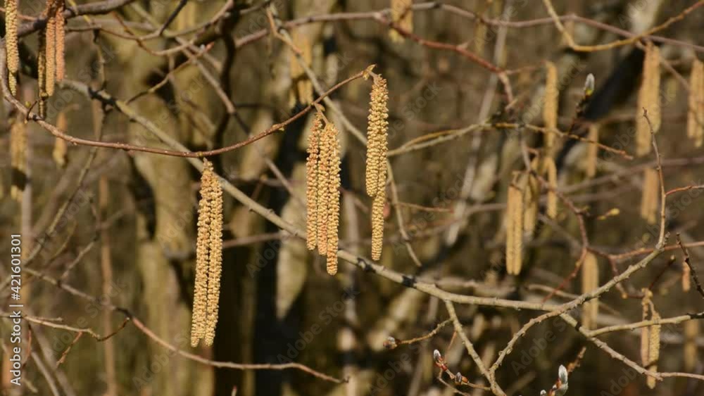 Birch catkins waving in the wind, selective focus with brown bokeh background Birch catkins waving in the wind, selective focus with brown bokeh background