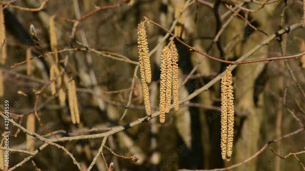 Birch catkins waving in the wind, selective focus with brown bokeh background Birch catkins waving in the wind, selective focus with brown bokeh background