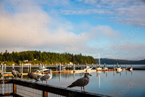 USA, Washington State, Seabeck. Seagulls gathering on railing. photo