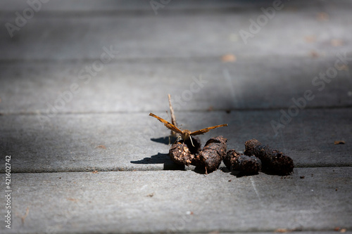 Butterflies Eating Feces photo