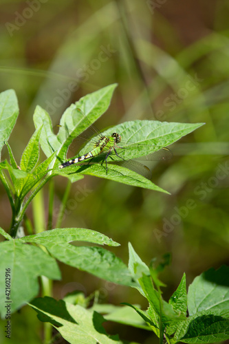 Eastern Pondhawk