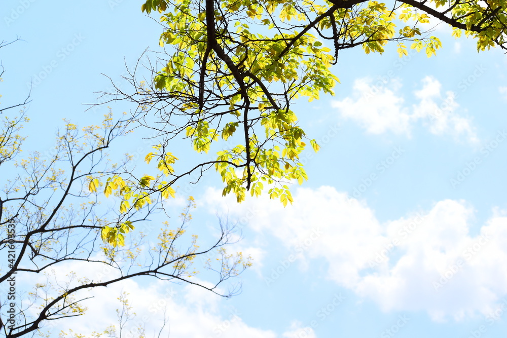 Beautiful branches with leaves. Cloudy sky. Beautiful branches with leaves. Cloudy sky.