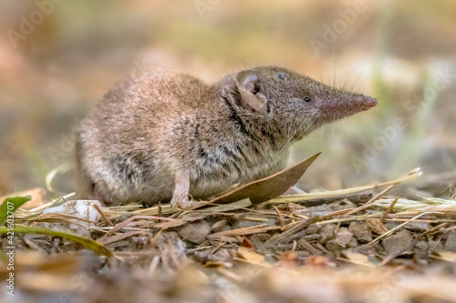 Lesser white toothed shrew in natural habitat photo