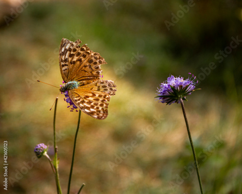A butterfly on a flower © Antonio