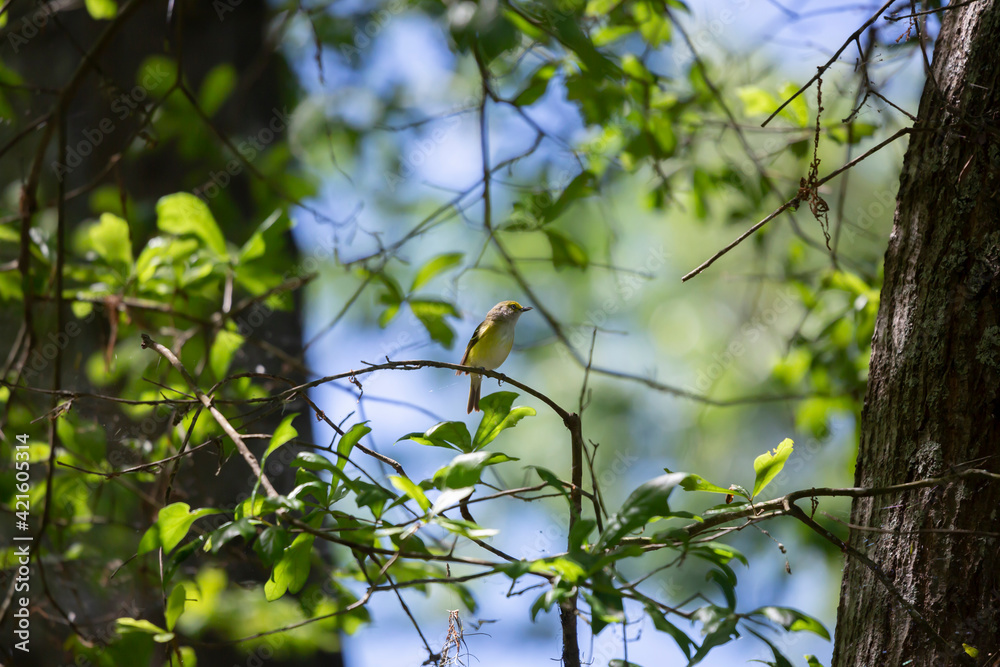 Fototapeta premium White-Eyed Vireo Bird