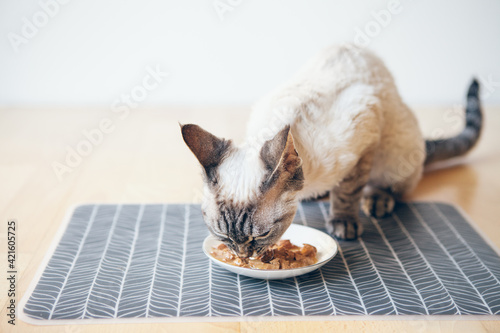 Cat eating canned cat food from white ceramic plate placed place mat  on the floor. Devon Rex enjoys wet tin. Selective focus. Feed your pet with premium quality foods. Copy space area. Natural light photo