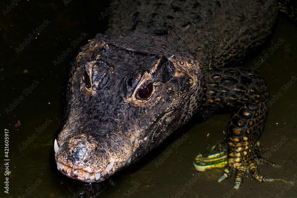 Obraz premium Head of an African dwarf crocodile in the water