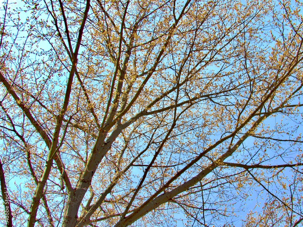 Spring buds on Trees 