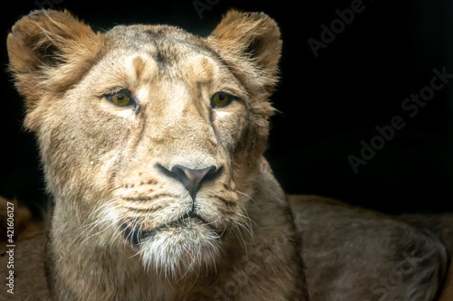 Fototapeta Naklejka Na Ścianę i Meble -  closeup  portrait of a female lion 
