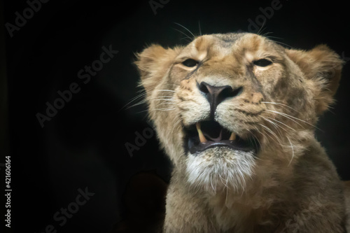 a female lion growling showing her teeth © Ralph Lear