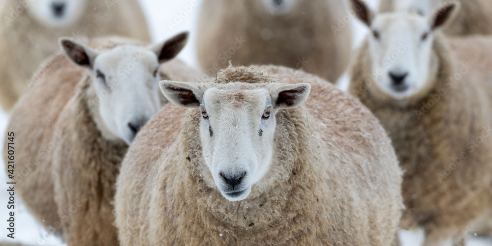 A closeup of a large domestic woolly sheep that is staring with its eyes open wide and its ears sticking upwards against a snowy background. The ewe has a large thick coat of wool with bits of dirt. A closeup of a large domestic woolly sheep that is staring with its eyes open wide and its ears sticking upwards against a snowy background. The ewe has a large thick coat of wool with bits of dirt.
