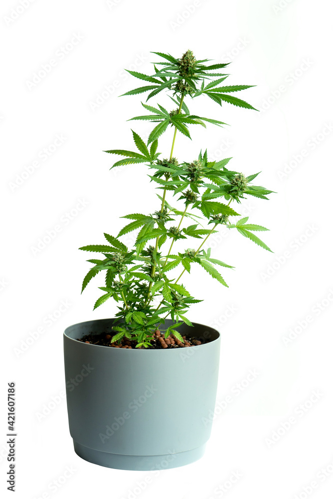 Marijuana tree in pot isolated on white background