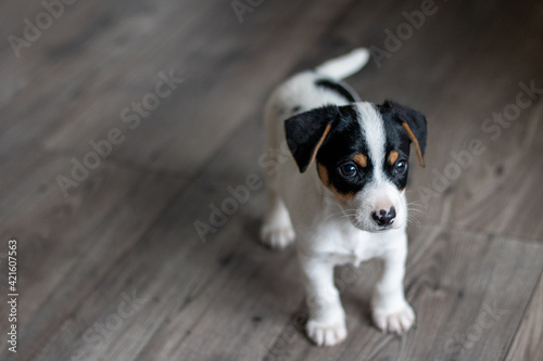 Quadro em tela Szczeniak jack russell terrier