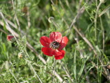 Bright red poppy flowers among green grass in a meadow on a sunny spring day. Growing of raw materials for confectionery production in natural conditions under the open sky