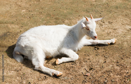the goat lies on the ground