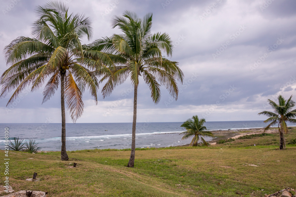 Paisaje con palmeras en  la playa del Chivo en La Habana, Cuba