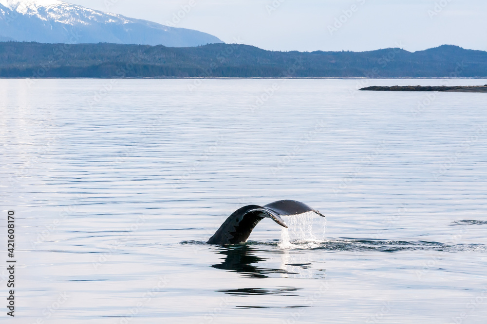 Naklejka premium The fluke or tail of a Humpback whale (Megaptera novaeangliae) as it dives in the waters of southern Alaska