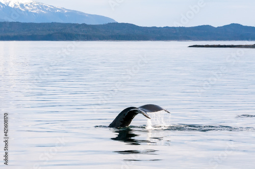 The fluke or tail of a Humpback whale (Megaptera novaeangliae) as it dives in the waters of southern Alaska