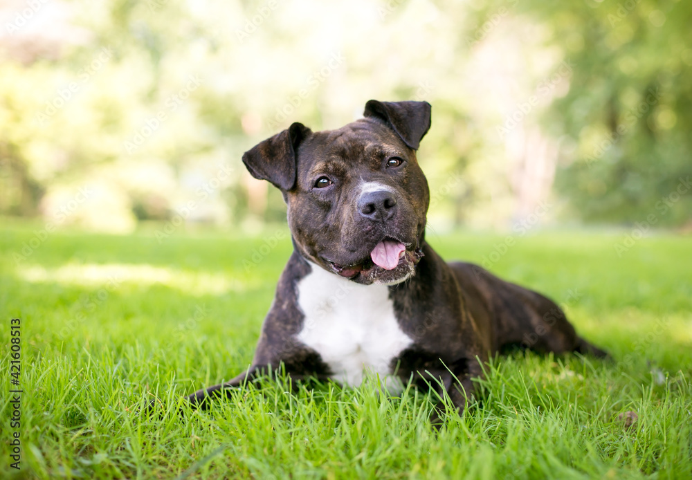 A brindle and white Staffordshire Bull Terrier mixed breed dog lying in the grass and listening with a head tilt
