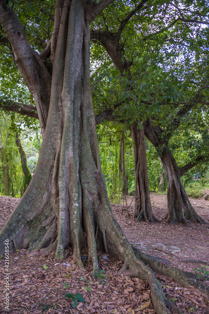 Bosque de La Habana junto al río Almendares Bosque de La Habana junto al río Almendares