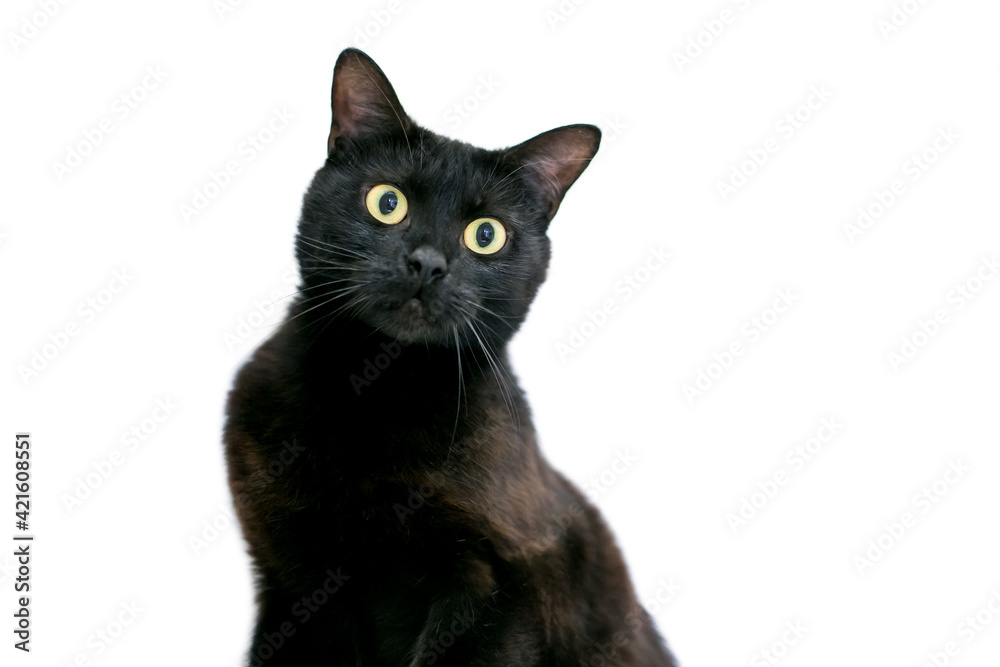 A wide eyed black shorthair cat with dilated pupils and a surprised expression A wide eyed black shorthair cat with dilated pupils and a surprised expression