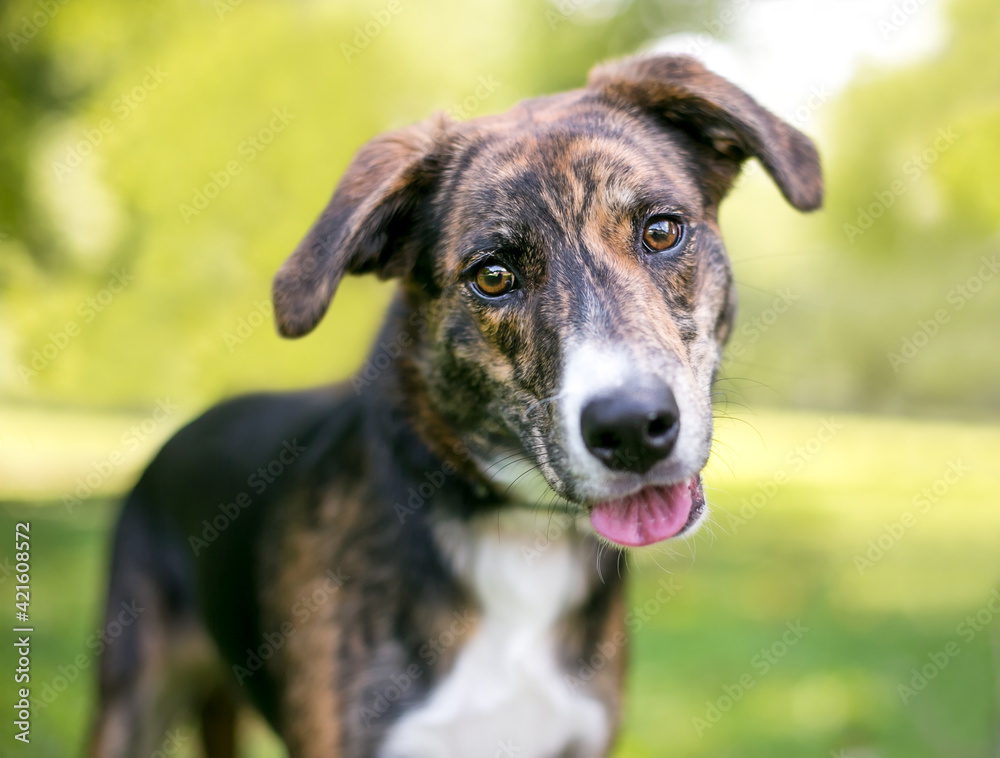 A brindle and white mixed breed dog with floppy ears, looking at the camera with a head tilt