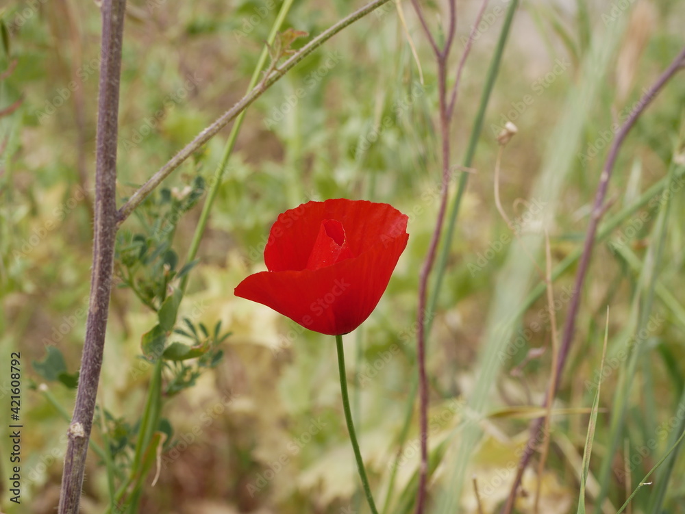 Bright red poppy flowers among green grass in a meadow on a sunny spring day. Growing of raw materials for confectionery production in natural conditions under the open sky Bright red poppy flowers among green grass in a meadow on a sunny spring day. Growing of raw materials for confectionery production in natural conditions under the open sky