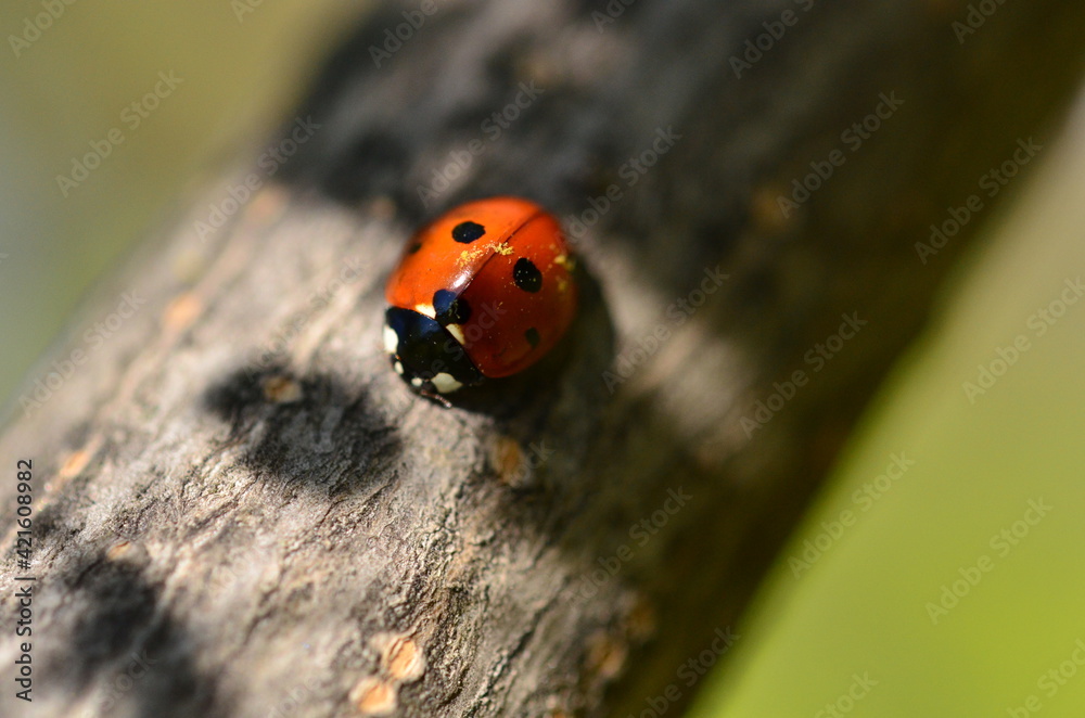 Obraz premium A ladybug sits on a branch in the sunlight
