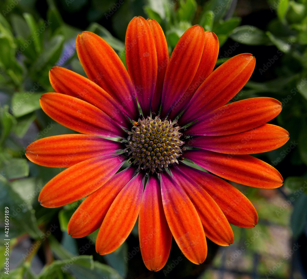 meravigliosa corolla di fiore in primo piano su sfondo sfumato meravigliosa corolla di fiore in primo piano su sfondo sfumato