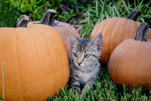 Kitten with Pumpkins