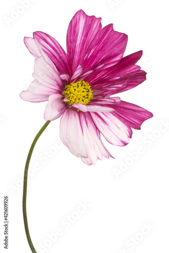 cosmos flower isolated