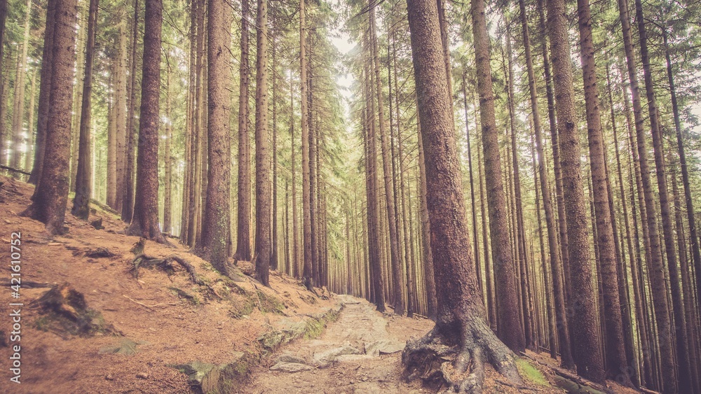 Magic forest with tall trees. Toned picture Magic forest with tall trees. Toned picture