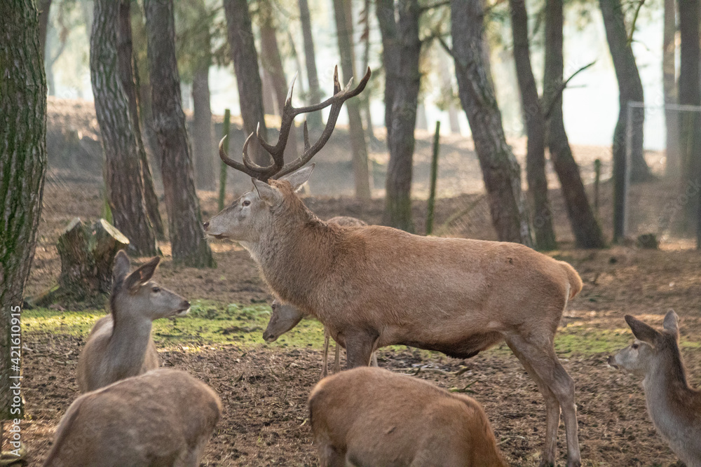 Obraz premium deer in the woods