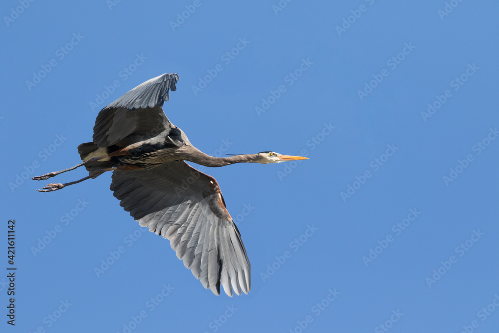 Obraz premium USA, Washington State, Redmond, Great Blue Heron (Ardea Herodias)