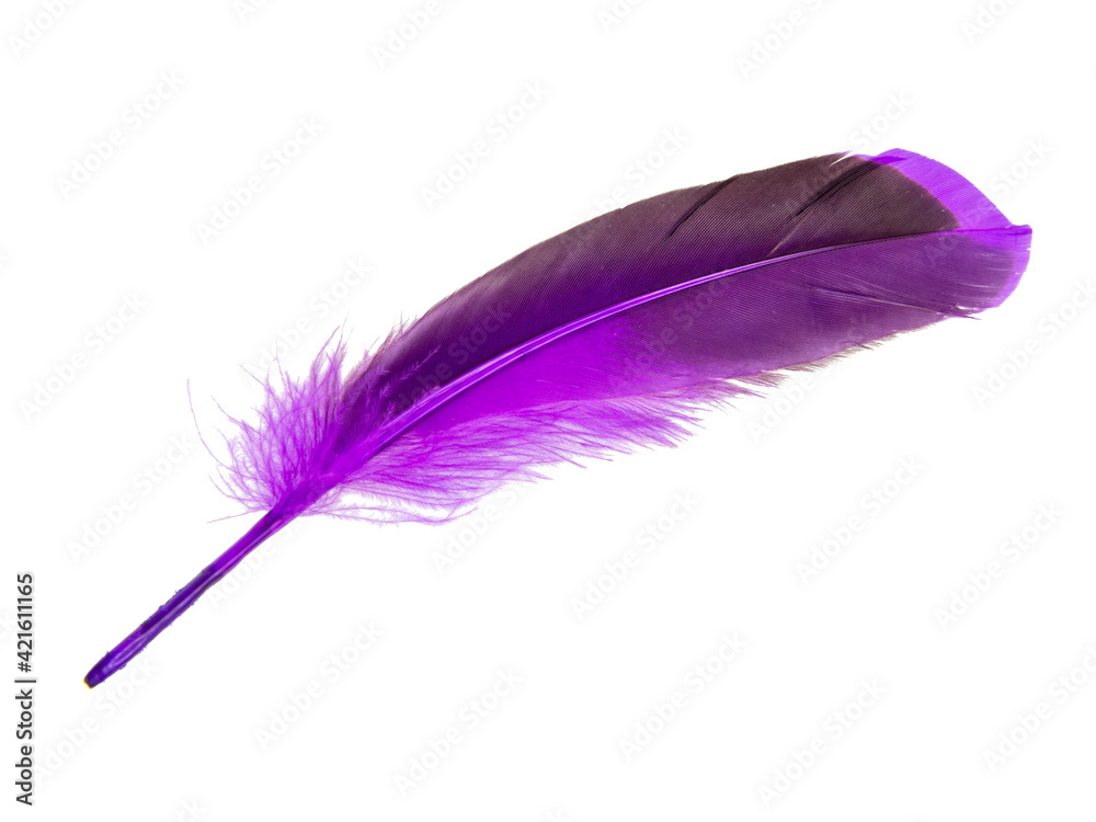 Dark purple feather isolated on the white background