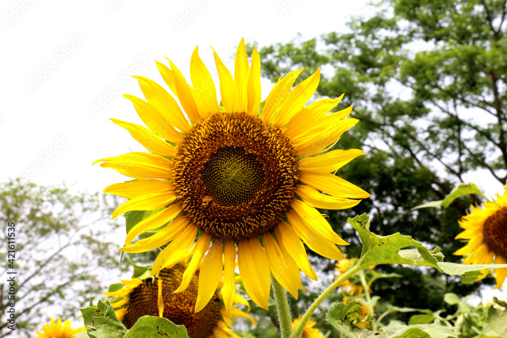 Sunflower was a common crop among American Indian tribes throughout North America. Evidence suggests that the plant was cultivated by American Indians in present-day Arizona and New Mexico about 3000 Sunflower was a common crop among American Indian tribes throughout North America. Evidence suggests that the plant was cultivated by American Indians in present-day Arizona and New Mexico about 3000