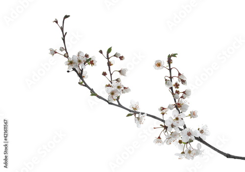 Blooming wild plum tree flowers in spring isolated on white background, with clipping path © dule964