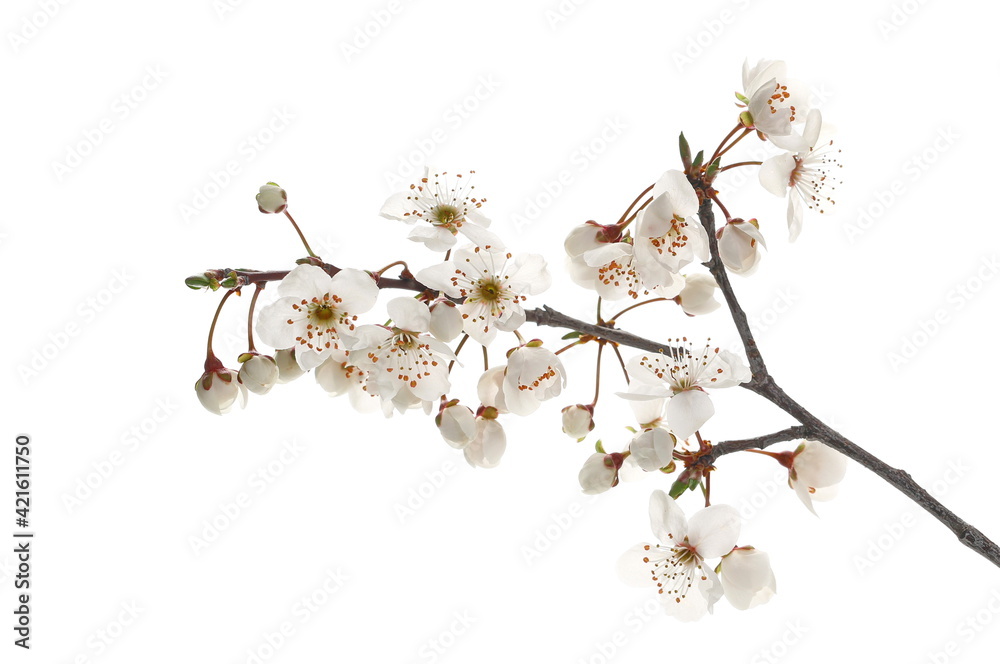 Blooming wild plum tree flowers in spring isolated on white background, with clipping path Blooming wild plum tree flowers in spring isolated on white background, with clipping path