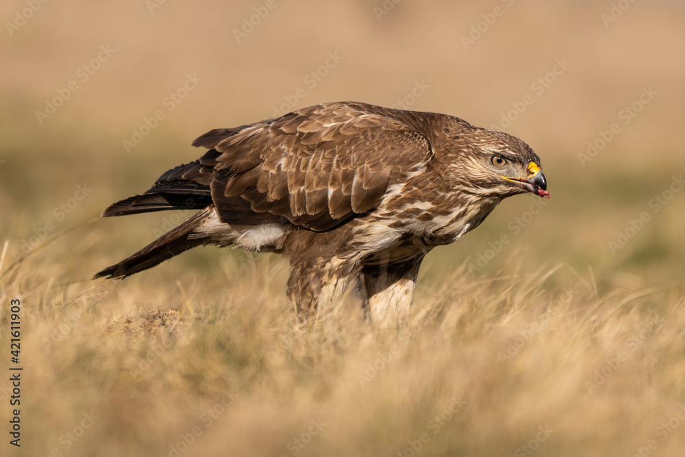 Obraz premium common buzzard standing alone